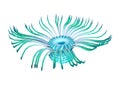 3D Rendering Sea Anemone on White Royalty Free Stock Photo