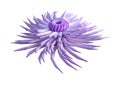 3D Rendering Sea Anemone on White Royalty Free Stock Photo