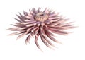 3D Rendering Sea Anemone on White Royalty Free Stock Photo