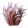 3D Rendering Sea Anemone on White Royalty Free Stock Photo