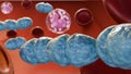 3d rendering of Septicemia, or sepsis by Streptococcus pyogenes