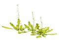 3D Rendering Shepherds Purse Plants on White