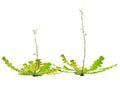 3D Rendering Shepherds Purse Plants on White