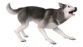 3D Rendering Siberian Husky on White