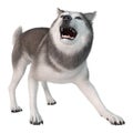 3D Rendering Siberian Husky on White