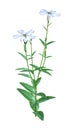 3D Rendering Silene Latifolia Flowers on White