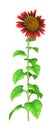 3D Rendering Sunflower Plant on White