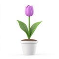 Purple Tulip in White Pot: Spring Blossom in Minimalist Design Royalty Free Stock Photo