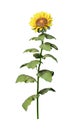 3D Rendering Sunflower Plant on White