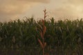 3d rendering of single withered corn plant in front of green maize field
