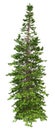 3D Rendering Wollemi Pine Tree on White Royalty Free Stock Photo