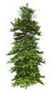 3D Rendering Wollemi Pine Tree on White