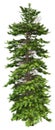 3D Rendering Wollemi Pine Tree on White Royalty Free Stock Photo