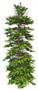 3D Rendering Wollemi Pine Tree on White