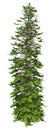 3D Rendering Wollemi Pine Tree on White Royalty Free Stock Photo