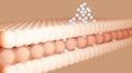 3D rendering The skin structure layer Microstructure
