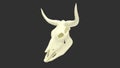 3d rendering of the skull of a cow ox isolated on a black background