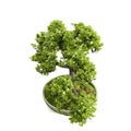 3D rendering of a small bonsai tree in a pot isolated on a white background.