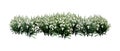 3D Rendering Snowdrop Flowers on White