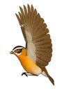 3D Rendering Songbird Grosbeak on White