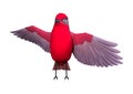 3D Rendering Songbird Tanager on White