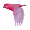 3D rendering songbird tanager on white