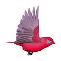 3D Rendering Songbird Tanager on White