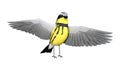 3D Rendering Songbird Wrabler on White