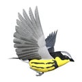 3D Rendering Songbird Wrabler on White