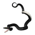 3D Rendering Southern Black Racer on White