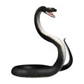 3D Rendering Southern Black Racer on White