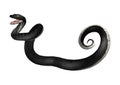 3D Rendering Southern Black Racer on White