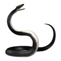 3D Rendering Southern Black Racer on White