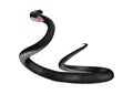 3D Rendering Southern Black Racer on White