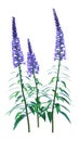 3D Rendering Speedwell Flowers on White