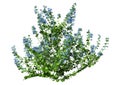 3D Rendering Speedwell Plant on White