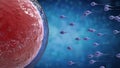 Sperm fertilize with ovum