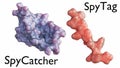 A 3D rendering of a SpyTag-SpyCatcher conjugate Royalty Free Stock Photo