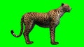 Cheetah standing in front on a green background Royalty Free Stock Photo