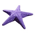 3D rendering starfish with five legs, tentacle rays. Marine life on coral reefs. Realistic PNG illustration isolated on