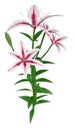 3D Rendering Stargazer Asiatic Lily on White