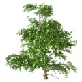3D Rendering Stewartia Tree on White Royalty Free Stock Photo