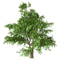 3D Rendering Stewartia Tree on White Royalty Free Stock Photo