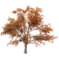 3D Rendering Stewartia Tree on White Royalty Free Stock Photo