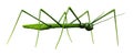 3D Rendering Stick Insect on White