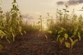 3d rendering of stinging nettles in the evening sunlight