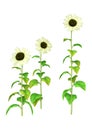 3D Rendering Sunflower Plants on White