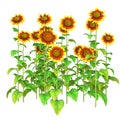 3D Rendering Sunflower Plants on White
