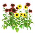 3D Rendering Sunflower Plants on White