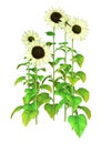 3D Rendering Sunflower Plants on White